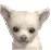 a Chihuahua from Nintendogs