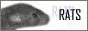 a button that flashes images of rats and says rats, rats, rats clique